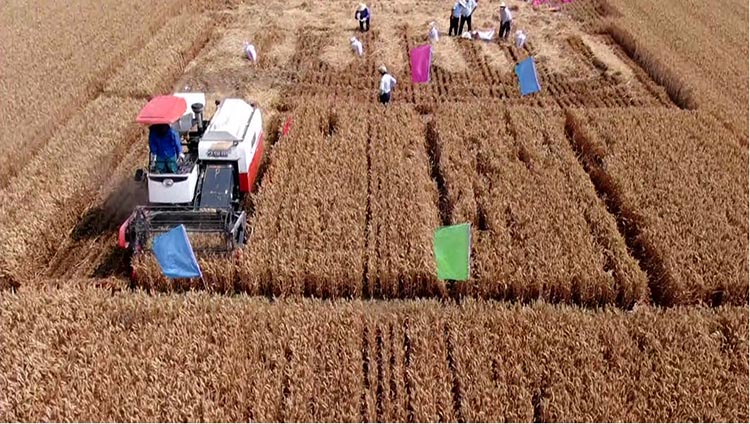 河南商丘：土壤改良应用松土促根剂，小麦机收实打亩增产93.16kg，增幅18.6%